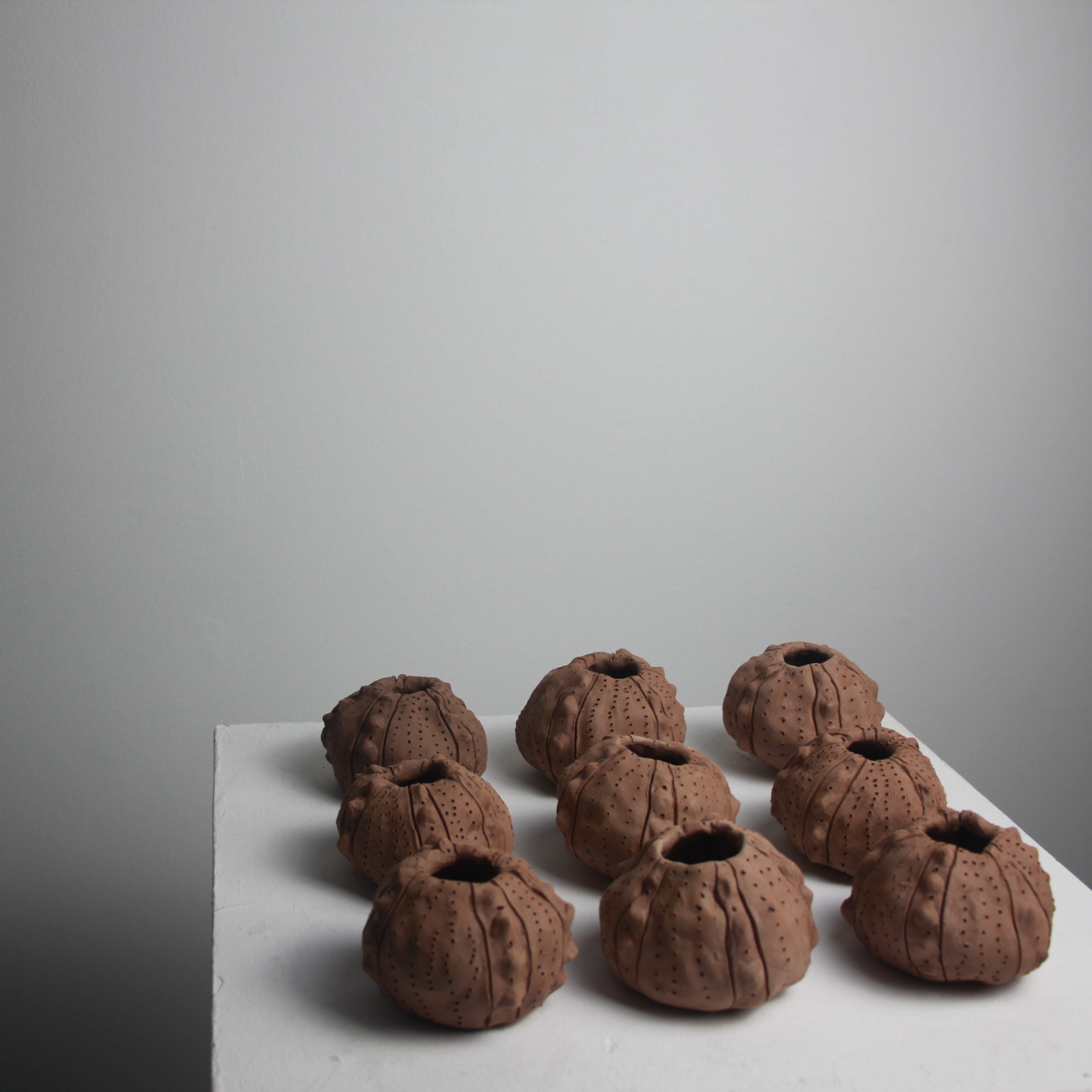Sea Urchin Product Photography
